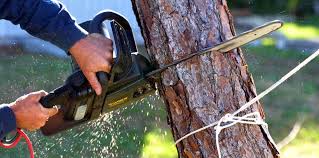 Best Tree Risk Assessment  in Los Ranchos, CA