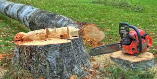 Reliable Los Ranchos, CA Tree Care Solutions