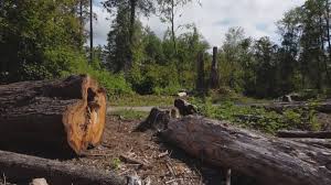 How Our Tree Care Process Works  in  Los Ranchos, CA