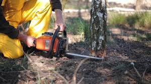 Lawn Pest Prevention in Los Ranchos, CA