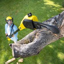 Best Pest Control for Lawns  in Los Ranchos, CA