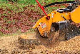 Best Tree Preservation Services  in Los Ranchos, CA
