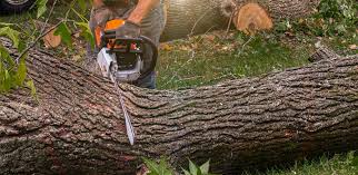 Best Tree Health Inspection  in Los Ranchos, CA