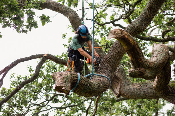 Best Tree and Shrub Care  in Los Ranchos, CA