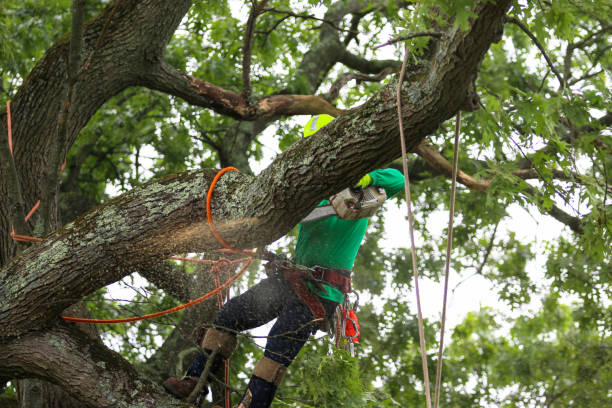 Best Firewood Processing and Delivery  in Los Ranchos, CA
