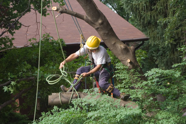  Los Ranchos, CA Tree Care Pros