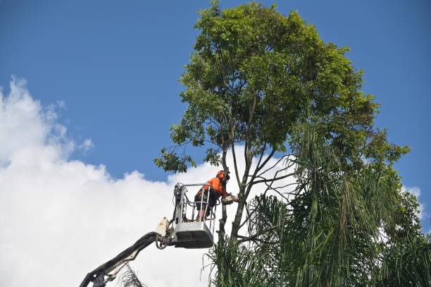 Best Tree Removal  in Los Ranchos, CA