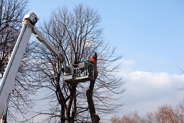 Best Emergency Tree Removal  in Los Ranchos, CA
